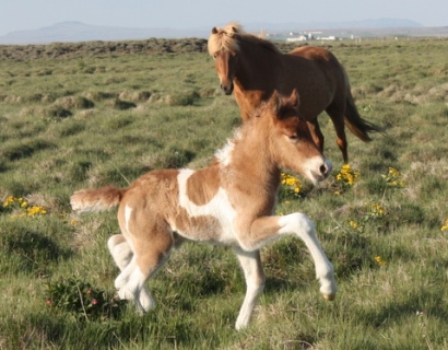 Tígur, son of Ljónslöpp and Álffinnur born 2010